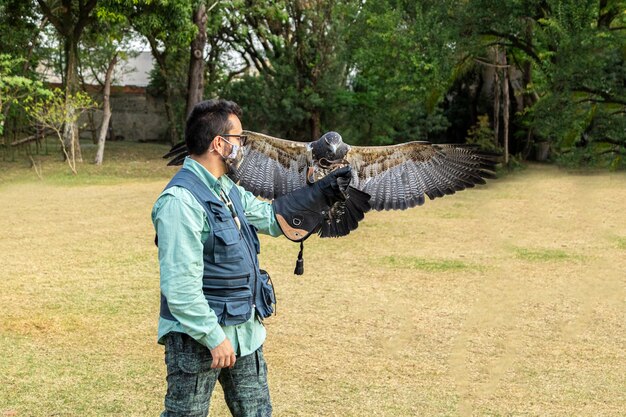 La buse à poitrine noire Geranoaetus melanoleucus