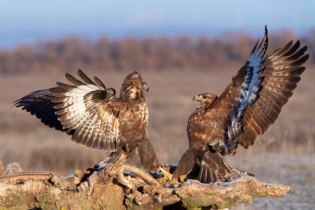 Buse variable battant Buteo buteo Toledo Espagne