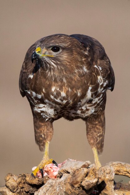 Photo buse variable battant buteo buteo toledo espagne