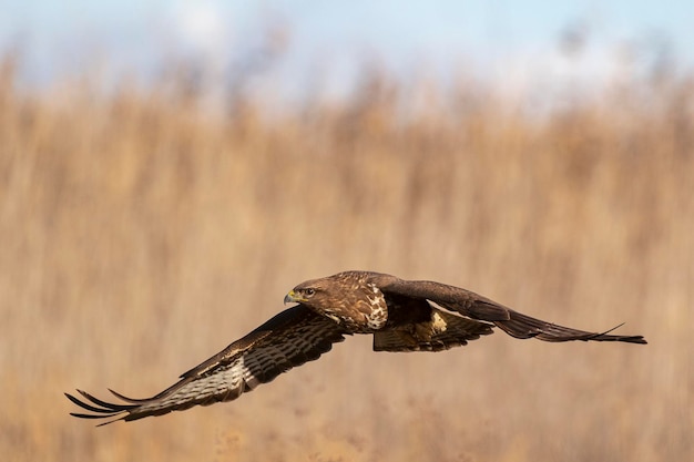 Buse variable battant Buteo buteo Toledo Espagne