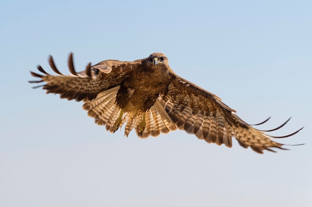 Buse variable battant Buteo buteo Toledo Espagne