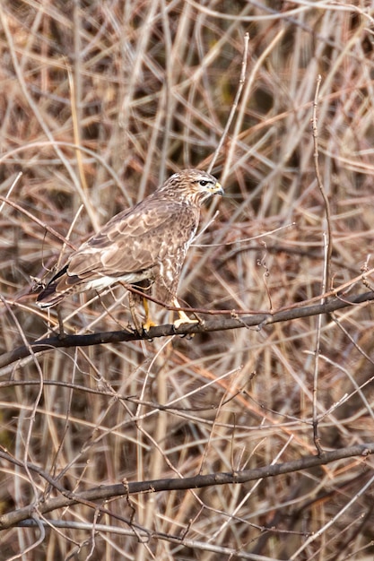 Photo buse variable buteo buteo camouflage