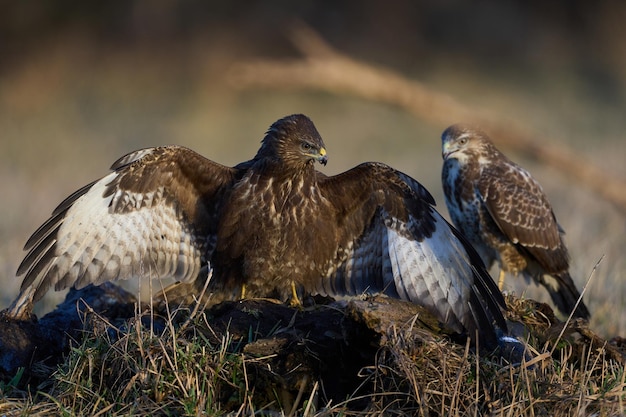 Buse variable Buteo buteo