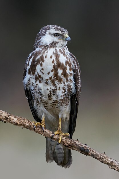 Buse variable Buteo buteo