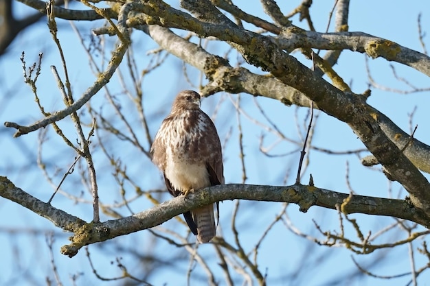 Buse variable Buteo buteo