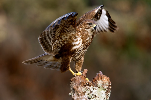 Buse variable, faucon, rapace, buse, oiseaux, Buteo buteo