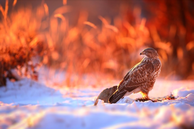 Buse variable sauvage assise sur la neige en hiver éclairée par le soleil du matin