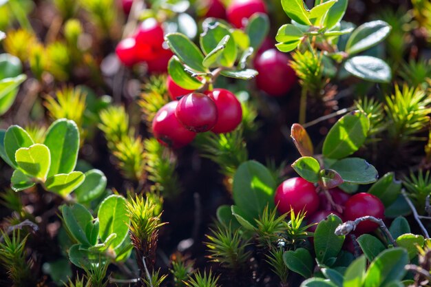 Bush d'un airelle rouge mûre en forêt