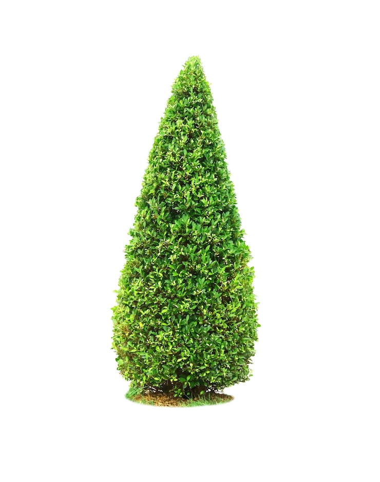 Photo bush ou arbuste isolé sur fond blanc