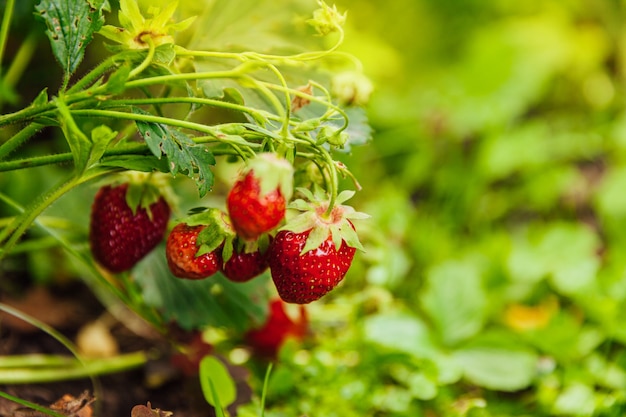 Bush aux fruits rouges mûrs fraise en lit de jardin d'été