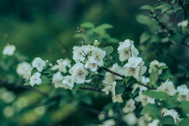 Bush avec de belles fleurs blanches