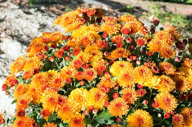 Bush de belles fleurs de chrysanthème d'automne orange