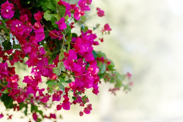 Bush de bougainvilliers rose de Chypre sur fond blanc