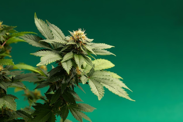 Photo bush de cannabis en gros plan macro de tétrahydrocannabinol images de marijuana médicale pour la conception et la décoration modèle biologique