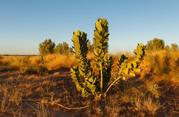 Bush dans le désert du Sahara