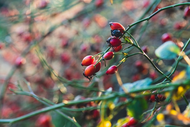 Bush, églantier en automne