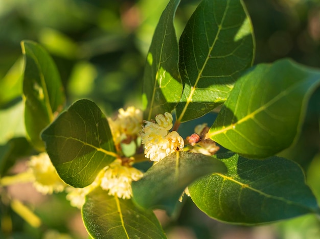 Bush avec des feuilles et des fleurs du noble Laurel Laurus au printemps au coucher du soleil