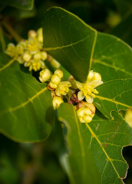 Bush avec des feuilles et des fleurs du noble Laurel Laurus au printemps au coucher du soleil