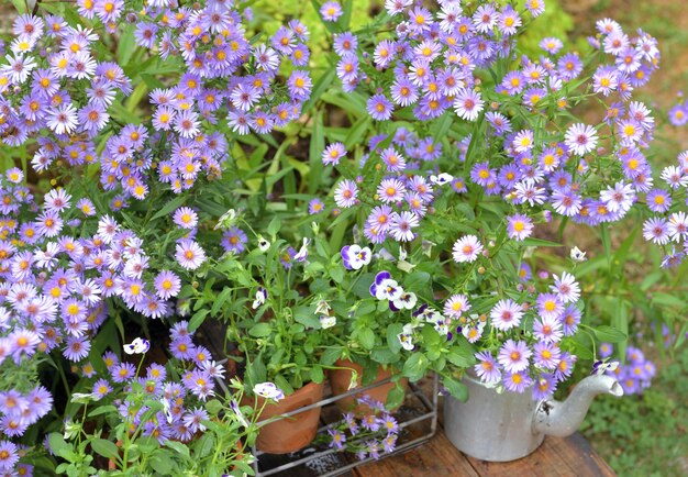 Bush de fleurs d'aster et pots de fleurs dans le jardin