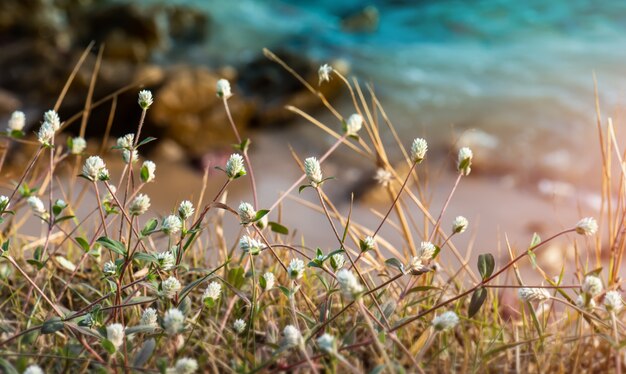 Bush de fleurs d'herbe avec arrière-plan flou.