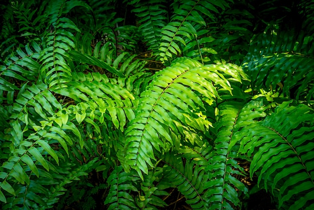 Bush de fougère verte dans la forêt