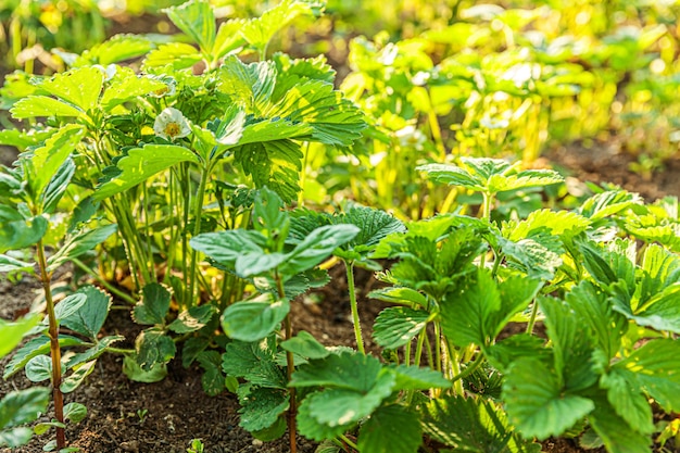 Bush de fraise avec fleur dans lit de jardin