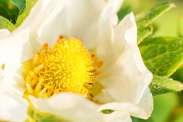 Bush de fraise avec fleur dans lit de jardin