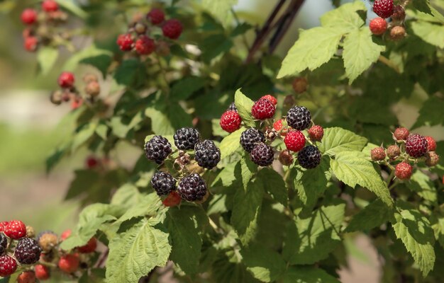 Photo bush avec des framboises rouges et noires dans le jardin