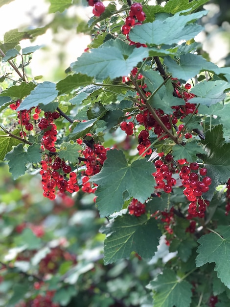 Bush avec des groseilles rouges mûres sur un jardin flou