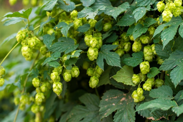 Bush De Houblon Vert Pousse Dans Le Jardin