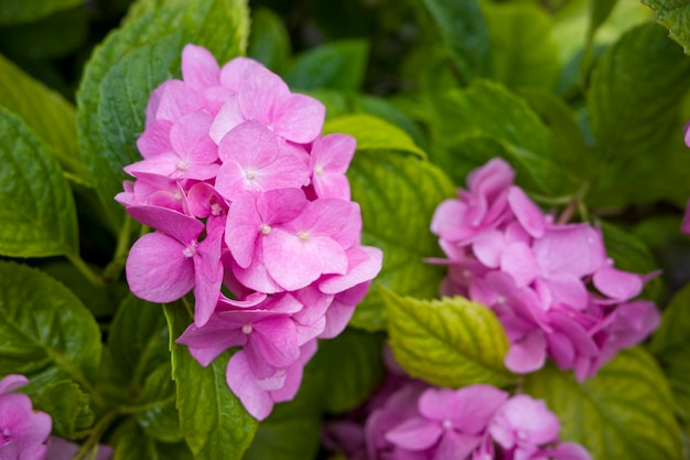 Bush avec Hydrangea largeleaved sur le domaine tourné en gros plan