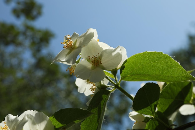 Bush de jasmin avec des fleurs blanches à l'extérieur se bouchent