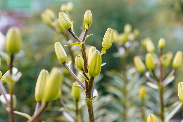 Bush de jeunes bourgeons de lys dans un jardin