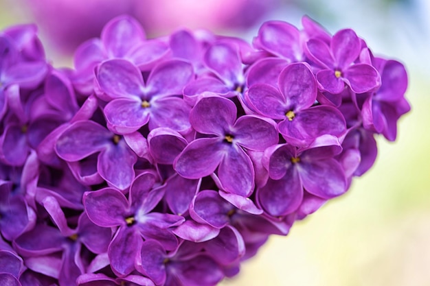 Bush lilas parfumé dans le jardin de printemps