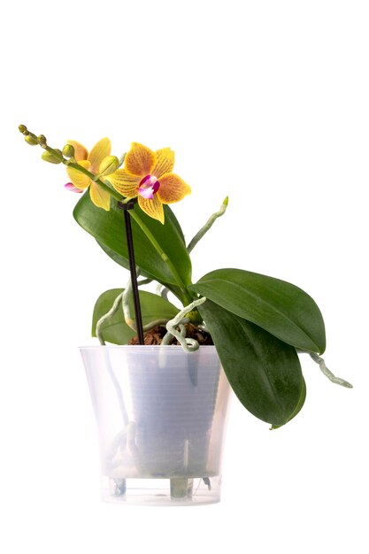 Bush nain orchidée phalaenopsis dans un pot sur un fond blanc