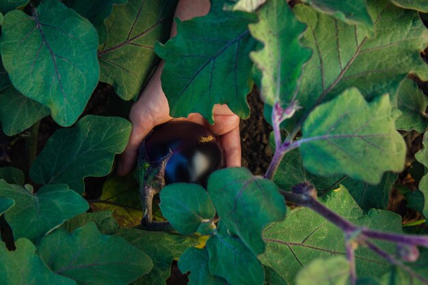 Bush plein de fruits d'aubergines dans le jardin La main masculine récolte des légumes Les mains des agriculteurs avec des aubergines fraîchement cueillies