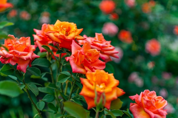 Bush de roses orange mise au point sélective