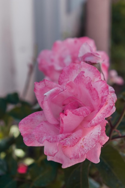 Bush de roses roses avec des fleurs épanouies.