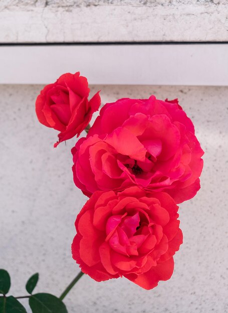 Bush avec des roses rouges luxuriantes.