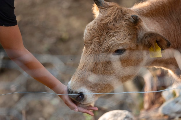 Busha élève de petites vaches à cornes courtes sur une ferme en plein air se nourrissant par l'homme