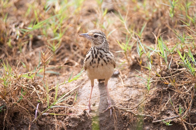 Bushlark indien ou Bushlark à ailes rouges sur le terrain