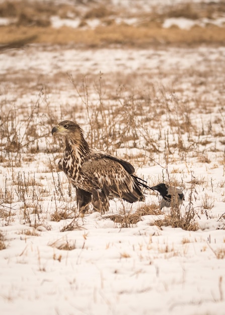 Photo bussard commun et corbeau gris sur un champ couvert de neige