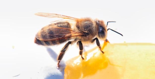 Busy Bee Gros plan d'une abeille mangeant du nectar