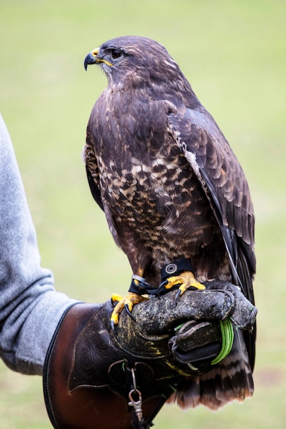 Buteo buteo oiseau