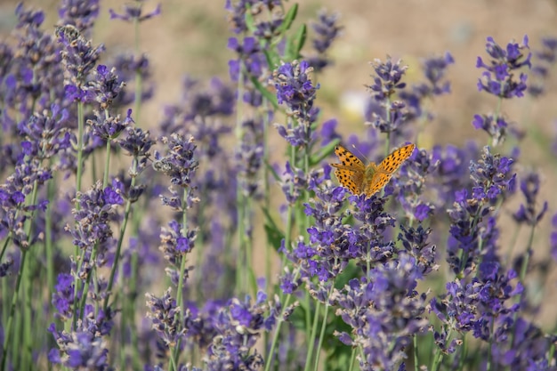 Buterfly sur Lavande