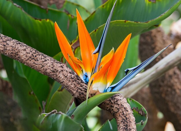 Un butey pleine fleur dans l'arbre