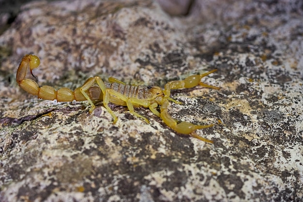 Buthus montanus. Scorpion isolé sur fond naturel