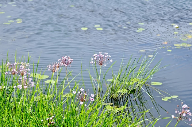 Butomus umbellatus avec de l'eau