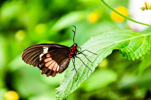 Butterfly Parides Iphidamas ou Heart butterfly avec des taches rouges. lépidoptère.