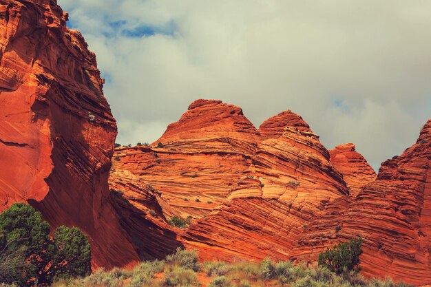 Buttes Coyotes